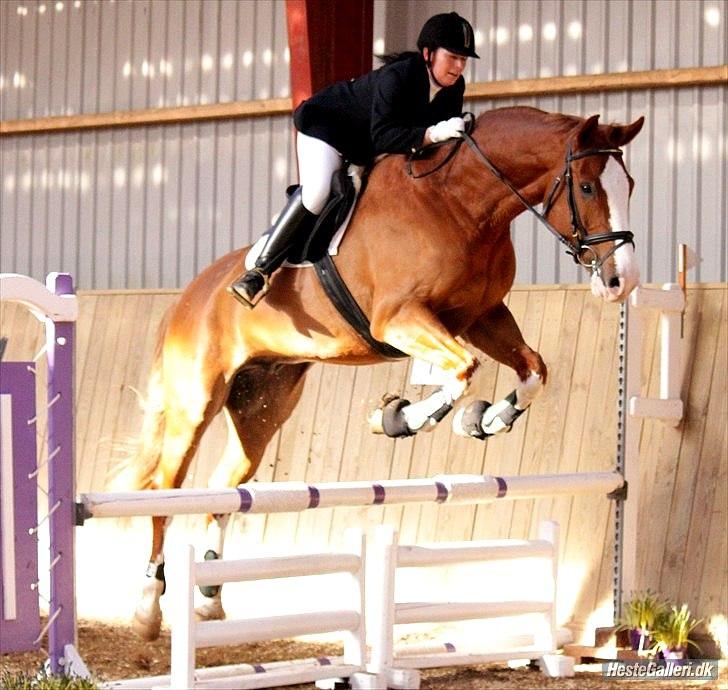 Dansk Varmblod Caiser - Andet springstævne, marts 2011. Tak til NB foto! billede 11