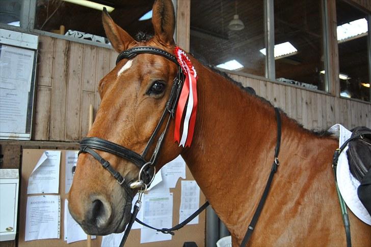 Holstener Felix - smukke Felix med en 1 plads i LB1 billede 1