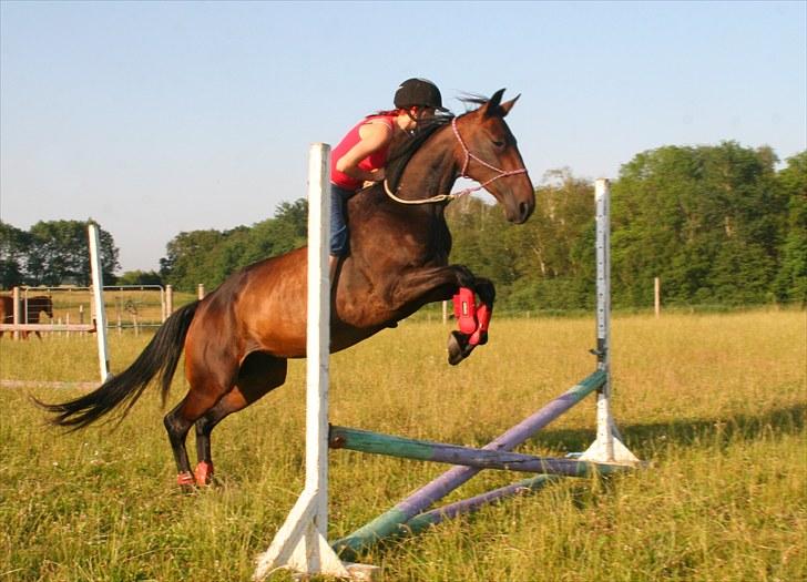 Traver Miss Williams † - Missen og jeg første gang vi springer uden sadel :-* Stolt af min travmule! :´) <3 Foto: Line A. Mose billede 7