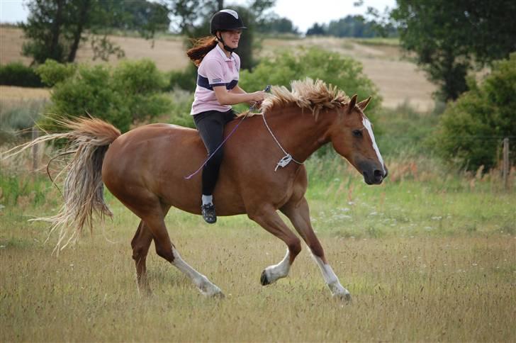 Welsh Cob (sec D)              Miss Jessica - Jess og jeg galoppere på springbanen :) <3 Foto: Stephanie L. Carlsen billede 3