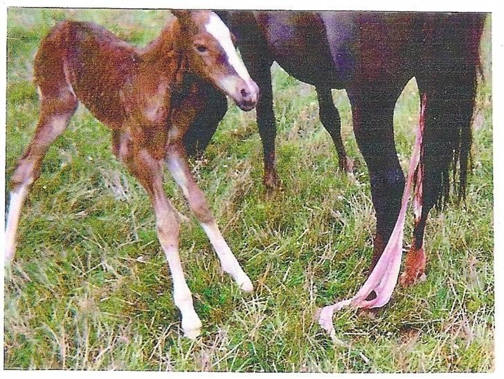 Welsh Cob (sec D)              Miss Jessica - Jessica få minutter gammel.! Hun er da kær! :)<3 Foto: Marianne Jepsen eller Kurt Jepsen billede 8