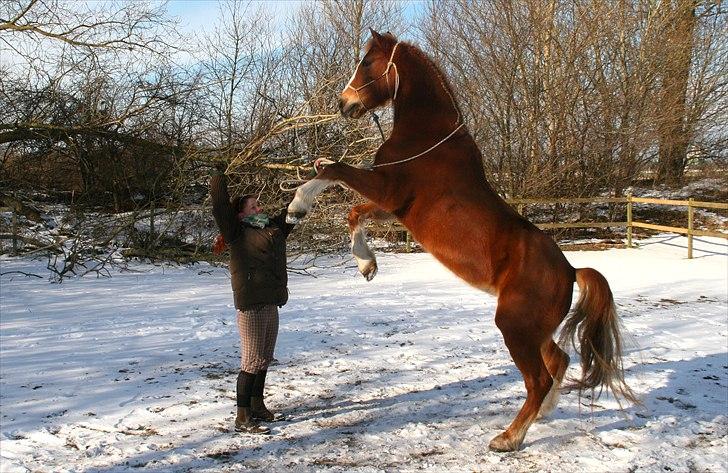 Welsh Cob (sec D)              Miss Jessica - Jessica stejler på kommando :-) <3 Foto: Nick Randløv billede 10