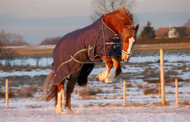 Welsh Cob (sec D)              Miss Jessica - Jessen giver den fuld skid! :D Foto: Linette Christensen (mig) billede 13
