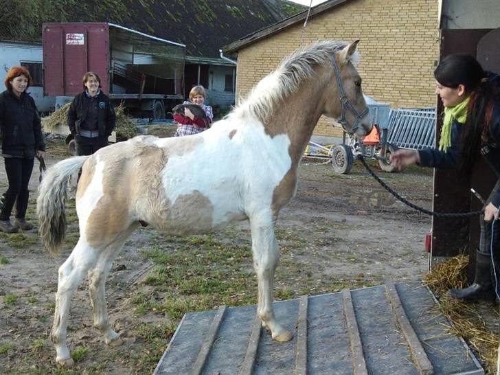 Anden særlig race  Wilse´s Santo billede 14