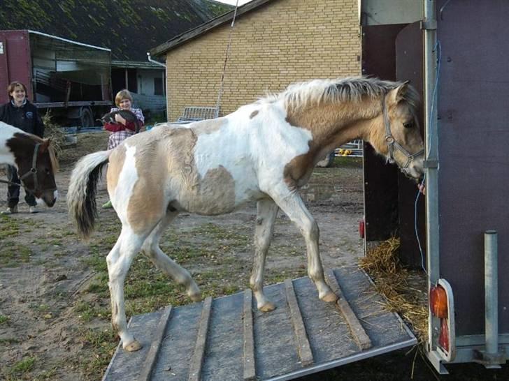 Anden særlig race  Wilse´s Santo billede 15