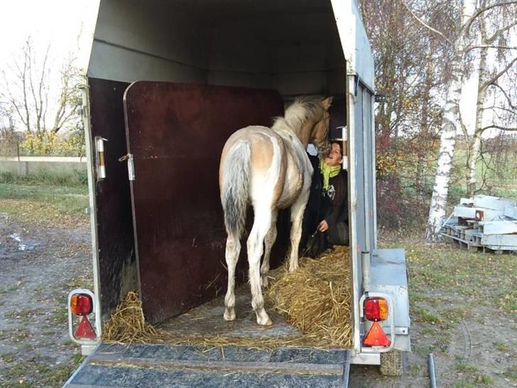 Anden særlig race  Wilse´s Santo billede 16