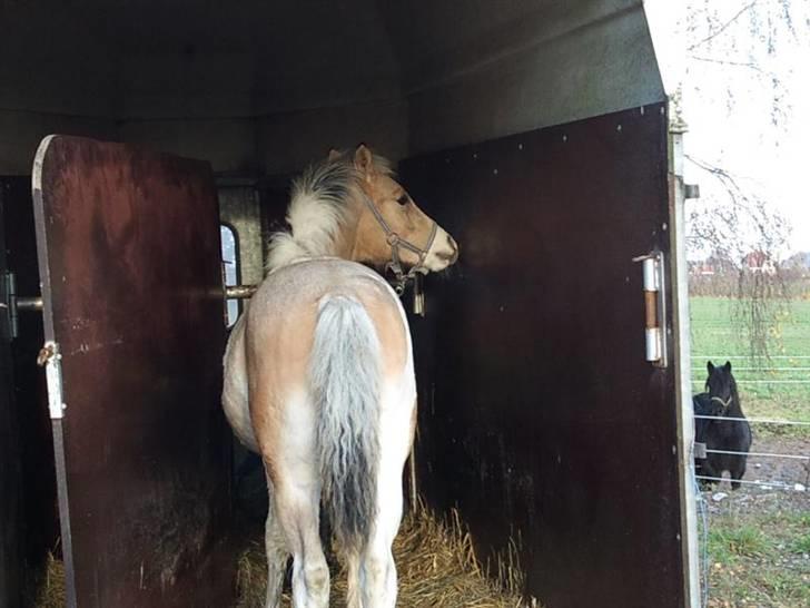 Anden særlig race  Wilse´s Santo billede 17