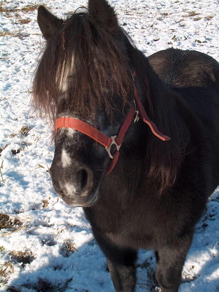 Dartmoor Musse - Min dejlige Musse <3 billede 1