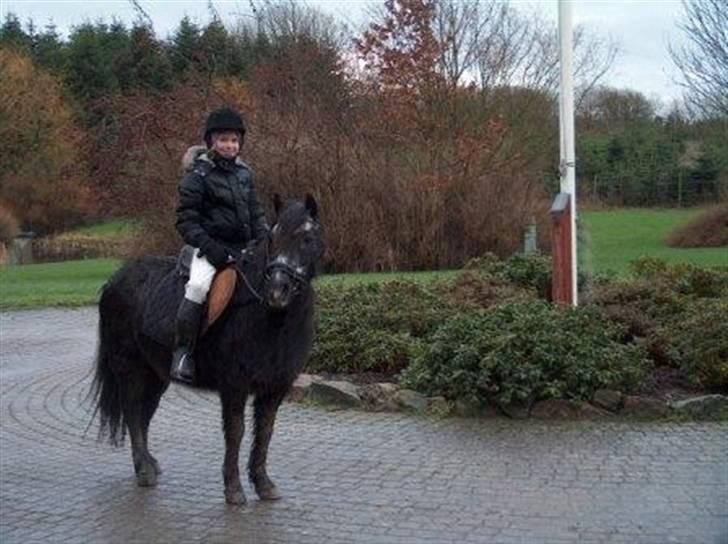 Dartmoor Musse billede 4