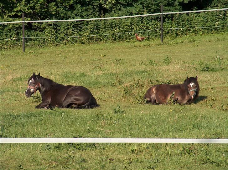 Dartmoor Musse billede 5