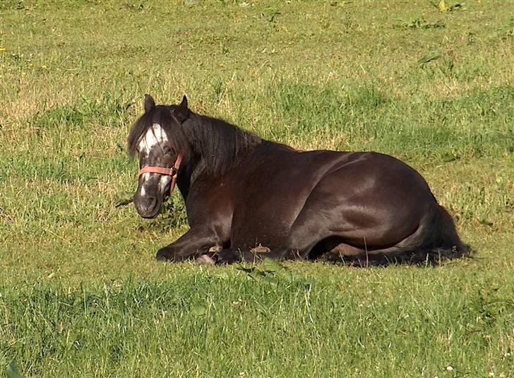 Dartmoor Musse billede 2