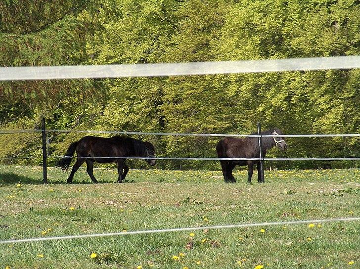 Dartmoor Musse billede 7