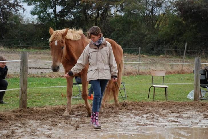 Anden særlig race Mintün Kirkaba R.I.P - mintün og malene horsemanship billede 11
