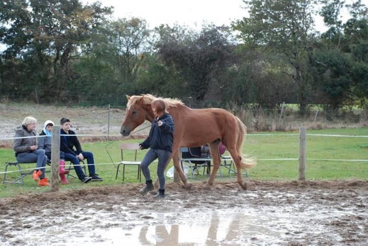 Anden særlig race Mintün Kirkaba R.I.P - mintün og mig horsemanship billede 12