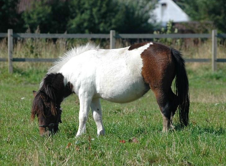 Shetlænder Fantacia Hagenstrup billede 1