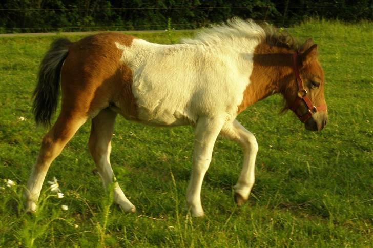 Shetlænder Fantacia Hagenstrup billede 3
