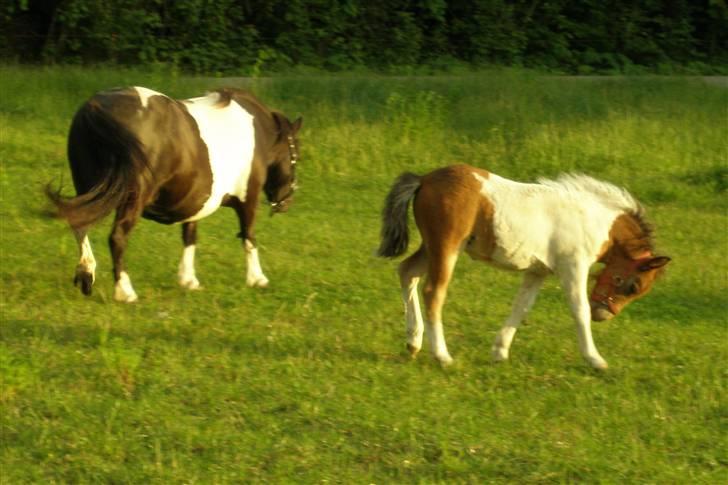 Shetlænder Fantacia Hagenstrup billede 4