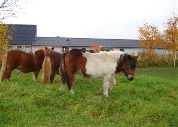 Shetlænder Fantacia Hagenstrup billede 6