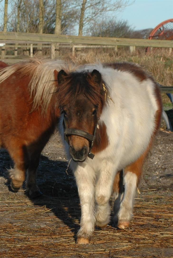 Shetlænder Fantacia Hagenstrup billede 7