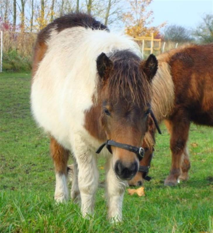 Shetlænder Fantacia Hagenstrup billede 8