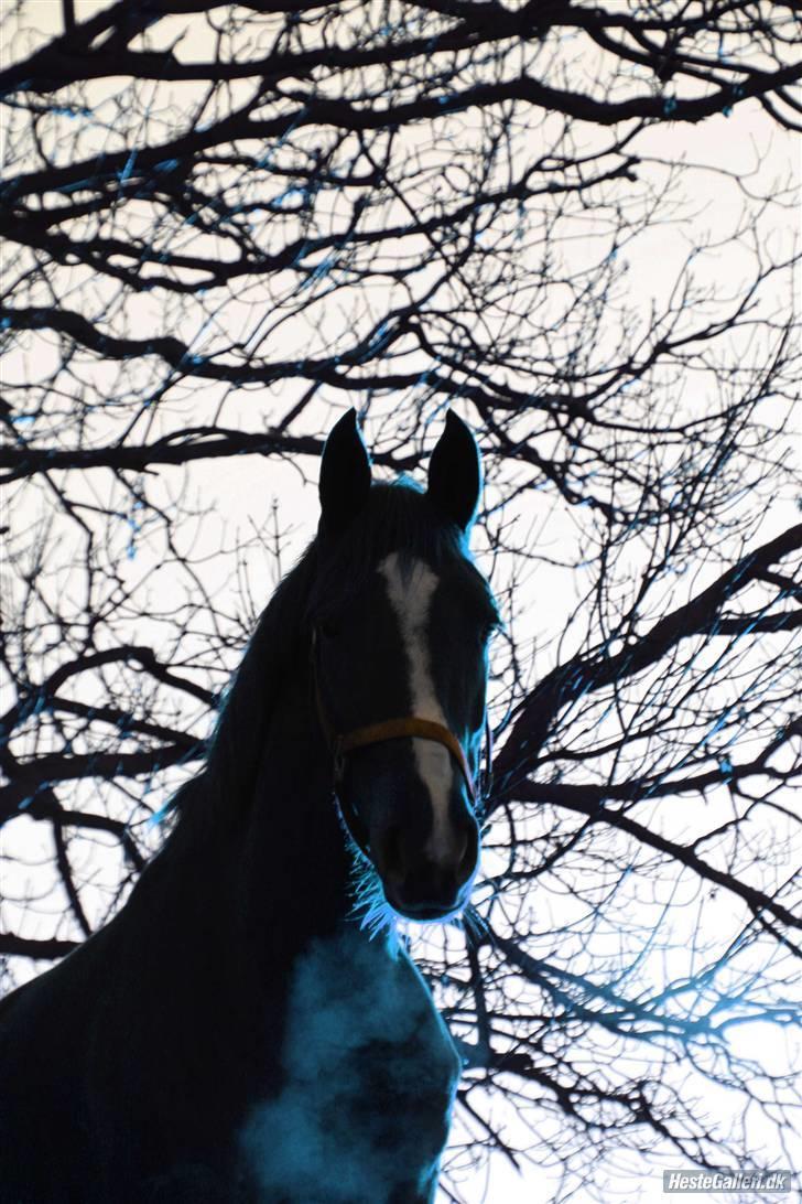 Knabstrupper Sif Af Sandberggård billede 14