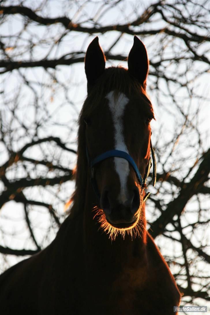 Knabstrupper Sif Af Sandberggård billede 15
