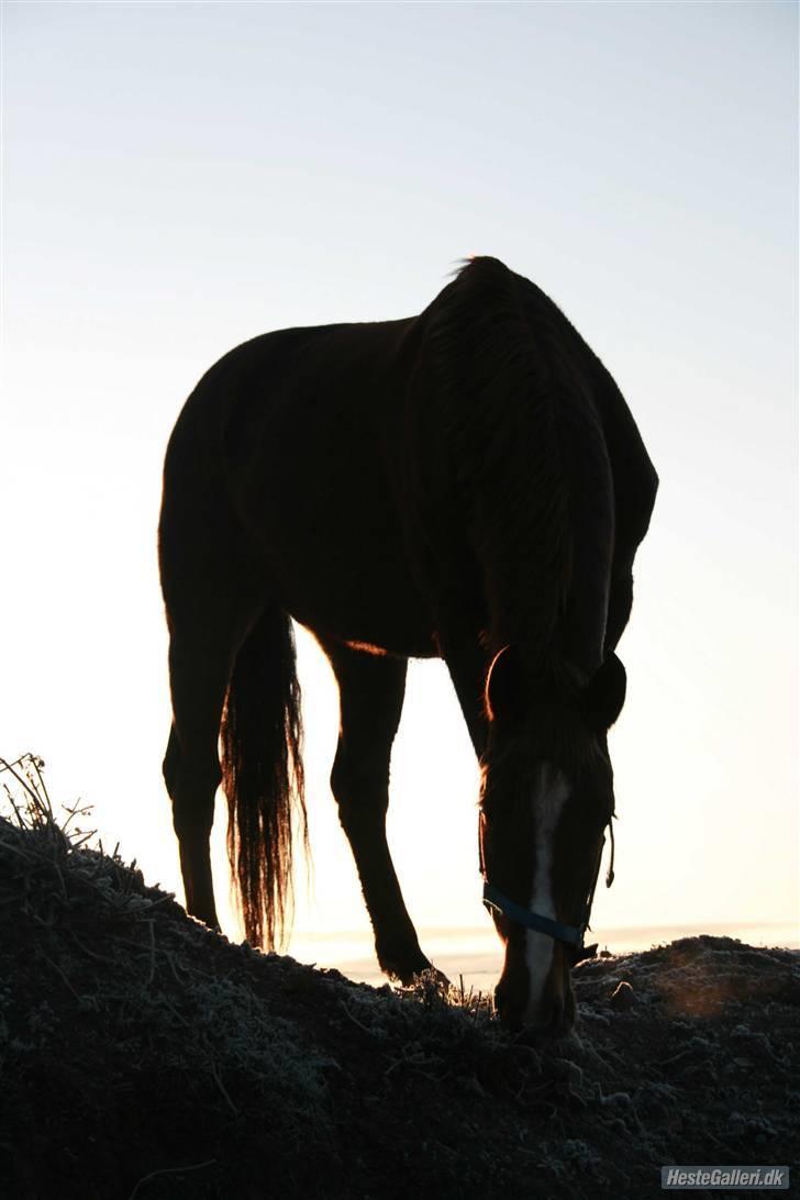 Knabstrupper Sif Af Sandberggård billede 16