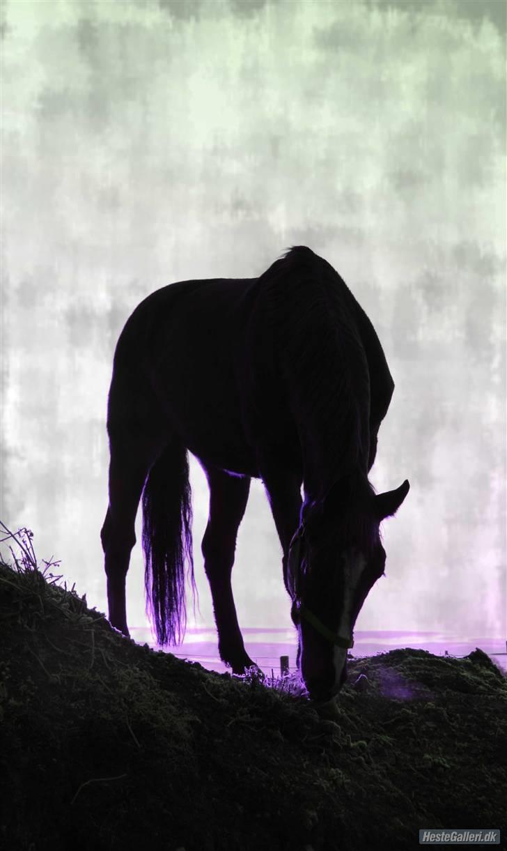 Knabstrupper Sif Af Sandberggård billede 17