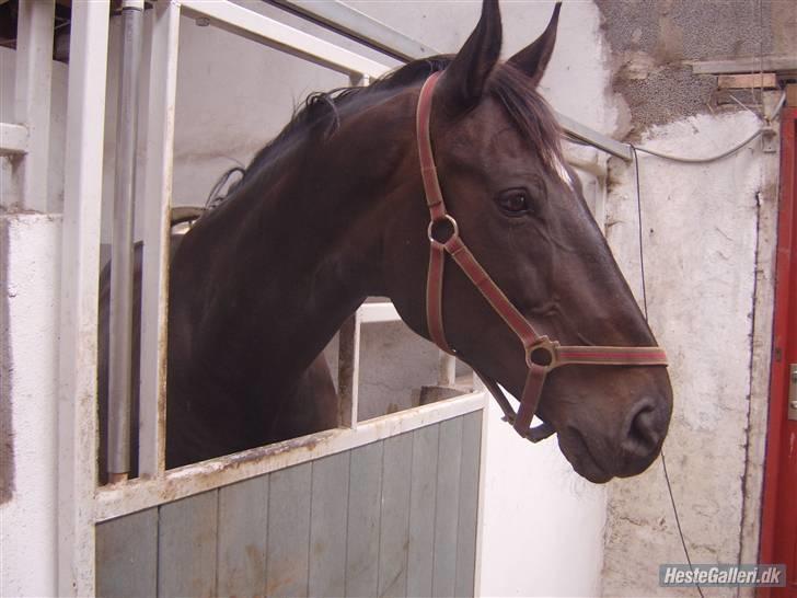 Anden særlig race Samoray R.I.P Savnet.  billede 10