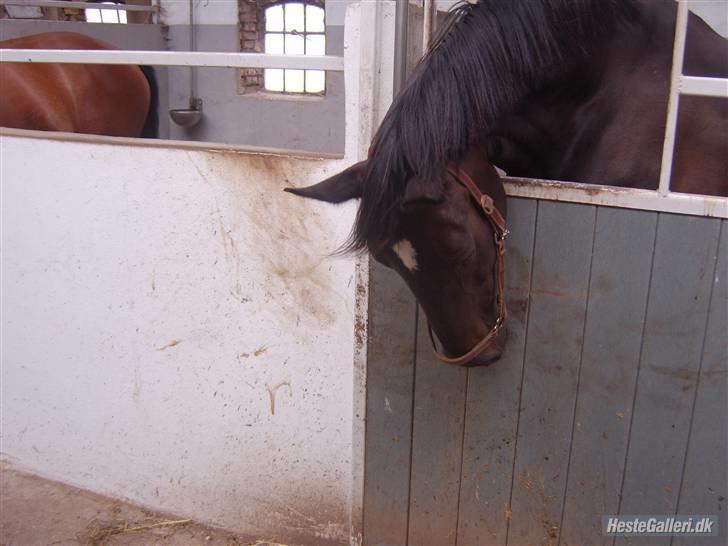 Anden særlig race Samoray R.I.P Savnet.  billede 11