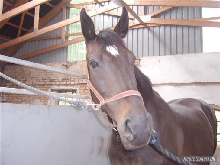 Anden særlig race Samoray R.I.P Savnet.  billede 13