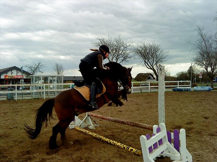 Welsh Cob (sec D) Monty(hannibal) SOLGT! s; - Louise Petersen springer :D billede 5