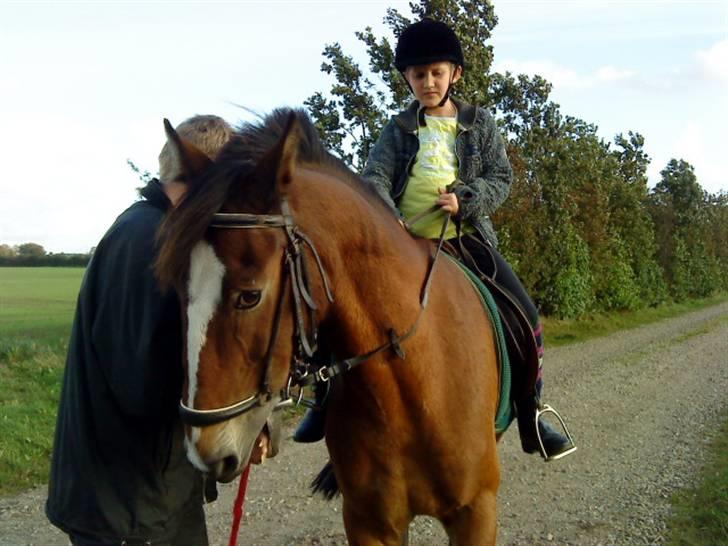 Welsh Cob (sec D) Monty(hannibal) SOLGT! s; - Hvorfor skal gjorden strammes? billede 7