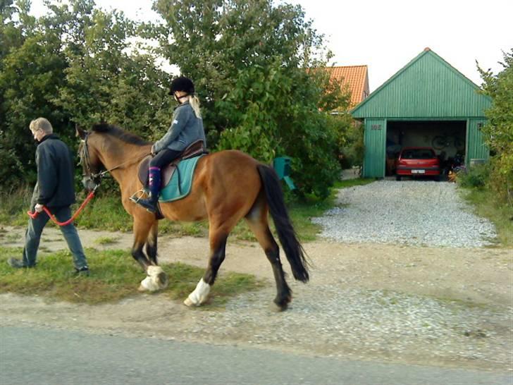 Welsh Cob (sec D) Monty(hannibal) SOLGT! s; - Gå gå gå gå gå billede 11