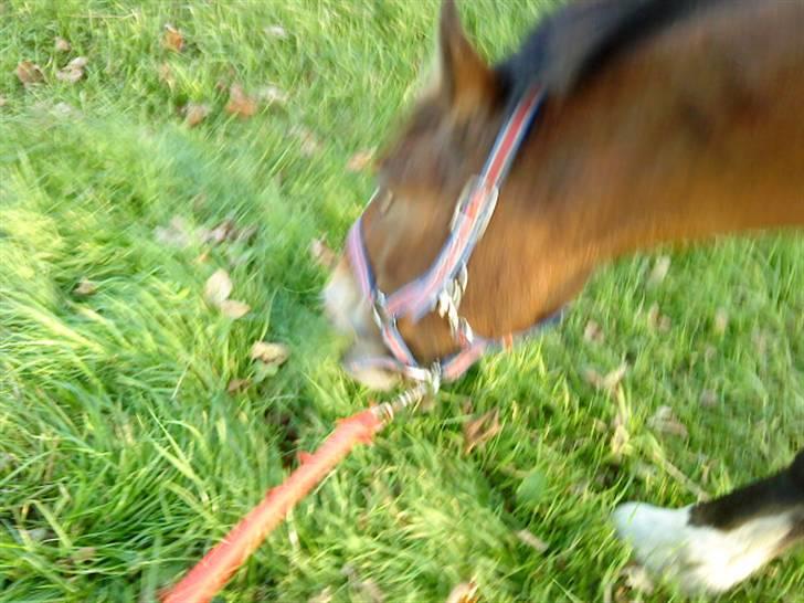 Welsh Cob (sec D) Monty(hannibal) SOLGT! s; - Nam, græs! billede 12