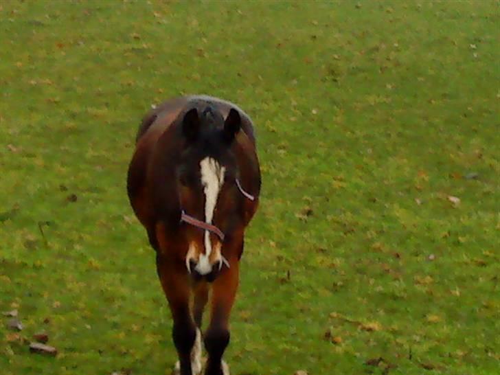 Welsh Cob (sec D) Monty(hannibal) SOLGT! s; - Heej mor, kommer du med gulerødder? billede 14