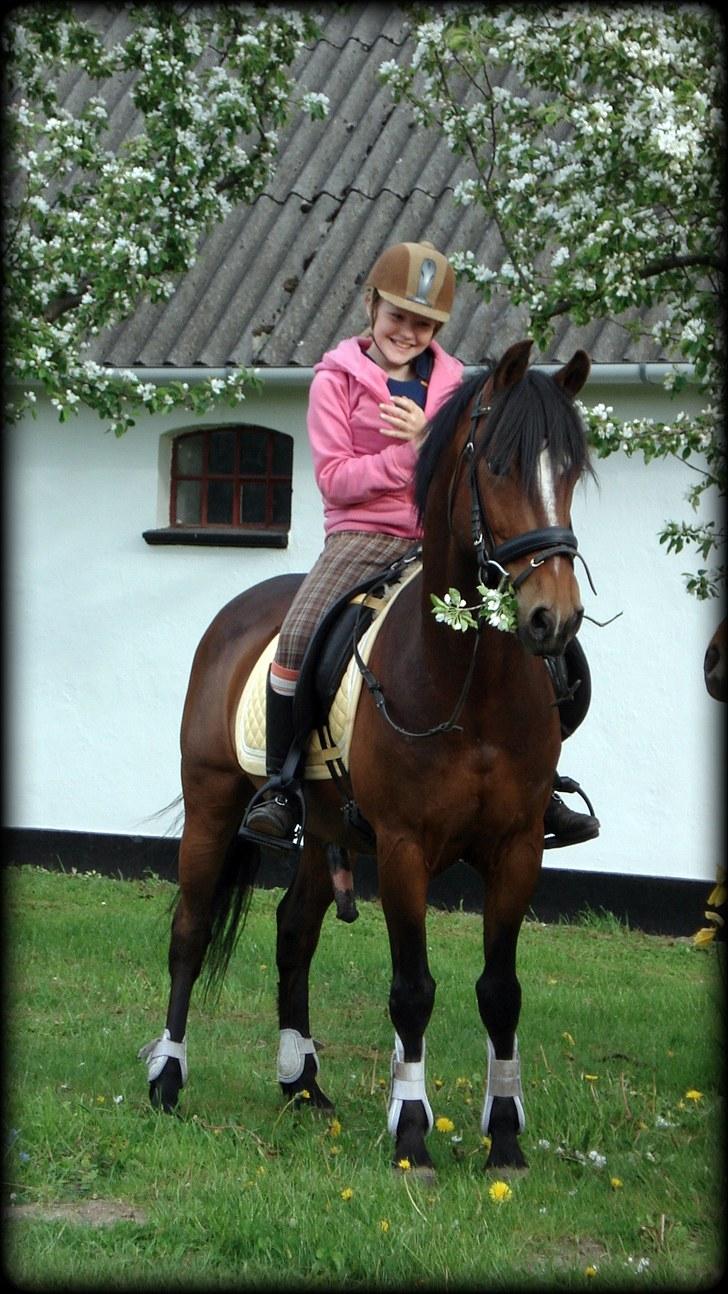 New Forest Mastwood Honeymoon - Skønne dreng :-* billede 15