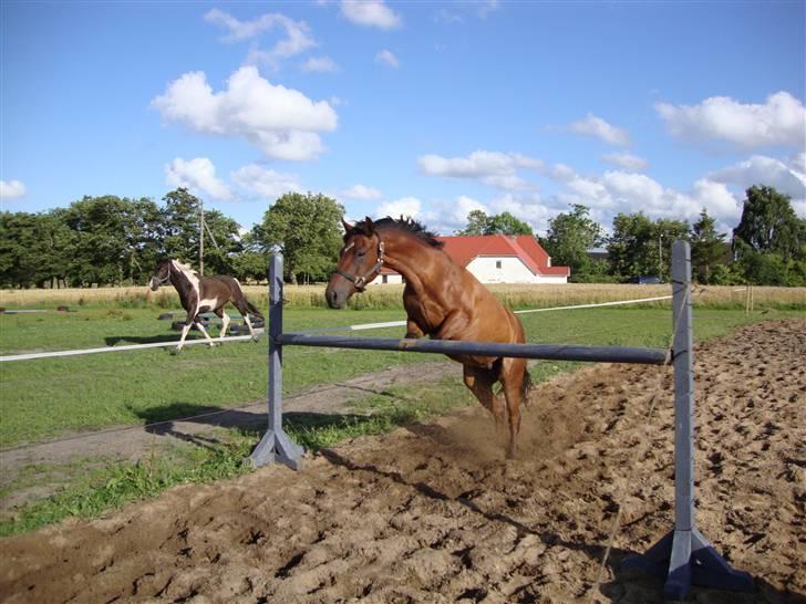 DSP Holstegaards Donna-Bell<3 billede 14
