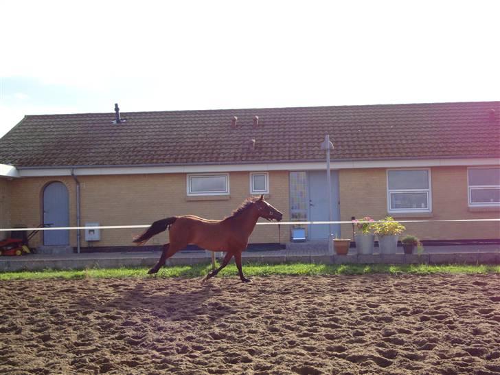 DSP Holstegaards Donna-Bell<3 billede 16