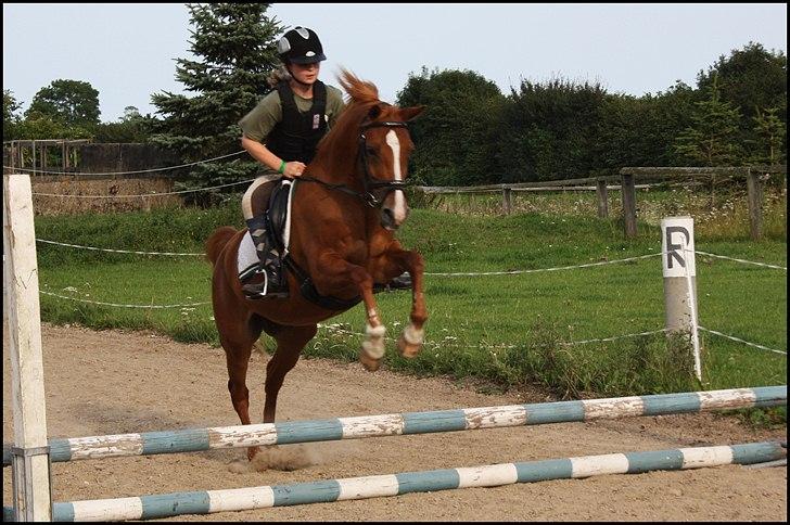 Hollandsk Sportspony Danja R.I.P. <3 - Springtræning. :-) Foto: Isabella Lundquist. billede 2