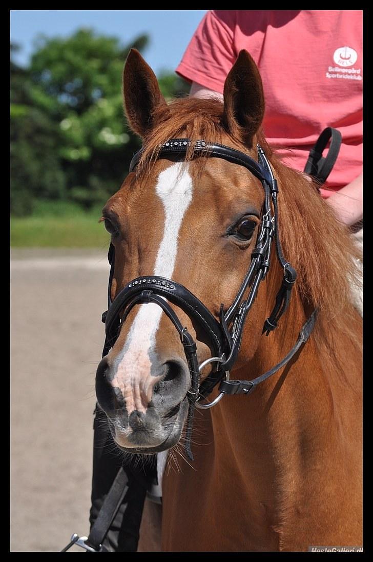 Hollandsk Sportspony Danja R.I.P. <3 - Flotte pony. :D Foto: Kristine Jørsboe. billede 3
