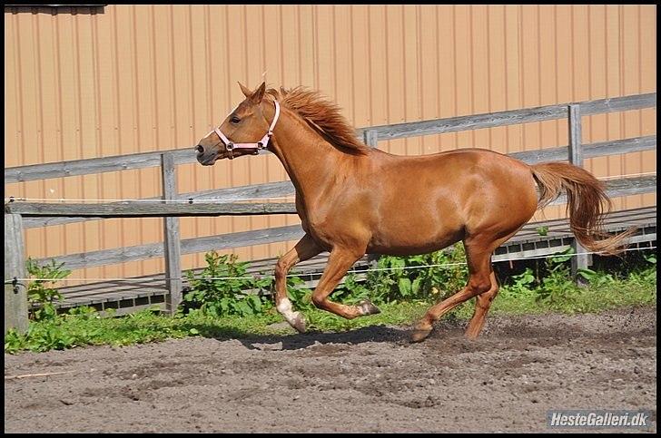Hollandsk Sportspony Danja R.I.P. <3 - En tur på ridebanen. :-D Foto: Kristine Jørsboe. billede 5