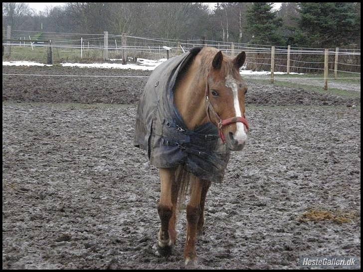 Hollandsk Sportspony Danja R.I.P. <3 - På smatfolden. Foto: Isabella Lundquist. billede 6