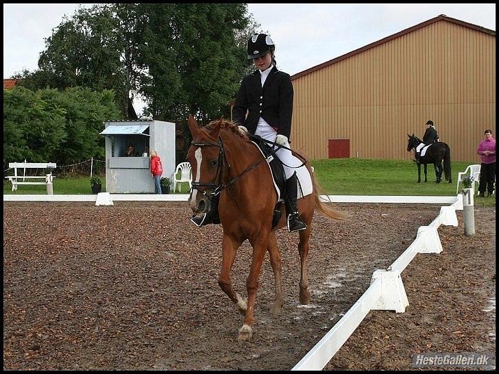 Hollandsk Sportspony Danja R.I.P. <3 - BELS D-stævne LC1. Foto: Marie-Louise. billede 7