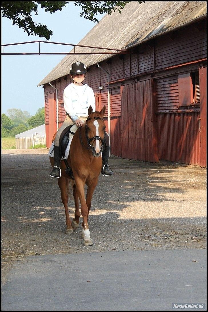 Hollandsk Sportspony Danja R.I.P. <3 - En tur rundt om gården. :-D Foto: Isabella Lundquist. billede 9