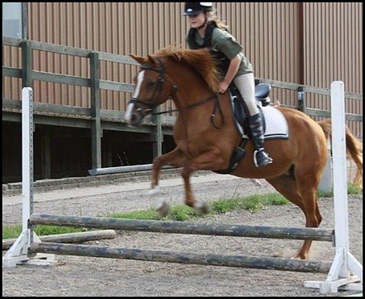 Hollandsk Sportspony Danja R.I.P. <3 - Springtræning i sommers. :-) Foto: Isabella Lundquist. billede 10