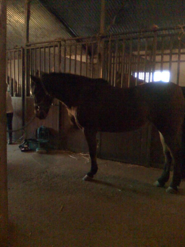 New Forest Tanholts Mamba billede 7