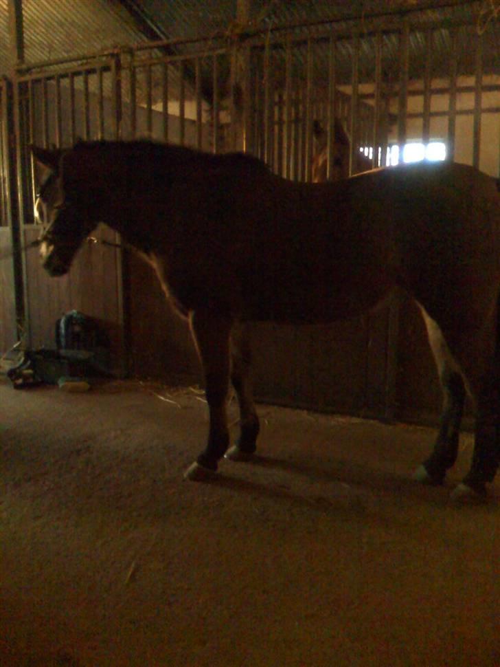 New Forest Tanholts Mamba billede 8