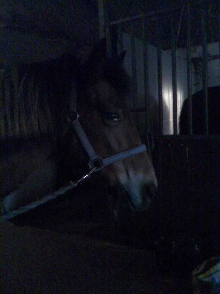 New Forest Tanholts Mamba billede 9