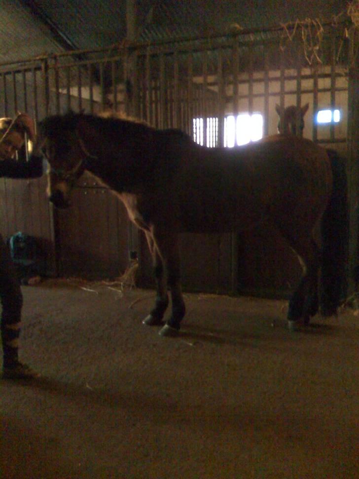 New Forest Tanholts Mamba billede 10